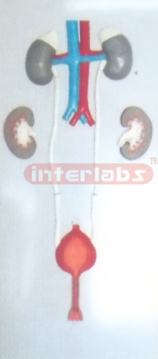 HUMAN FEMALE URINARY SYSTEM HANGING & PLASTIC PLATE